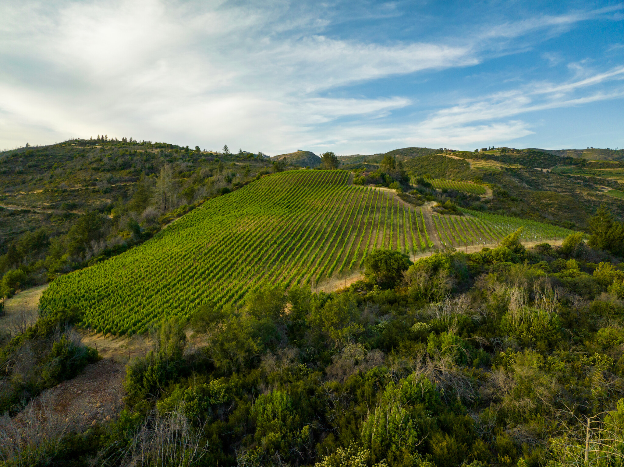 Gilfillan Vineyard