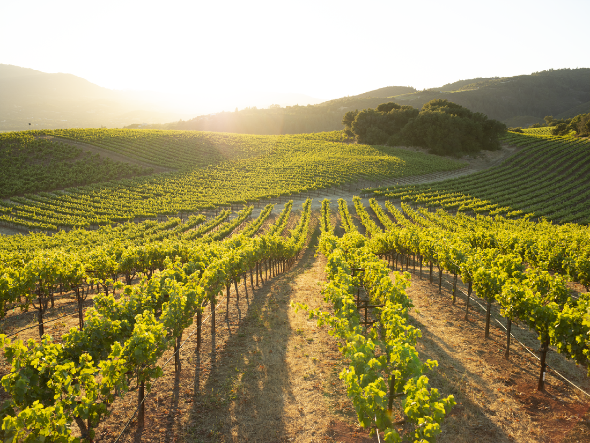 Monte Rosso Vineyards